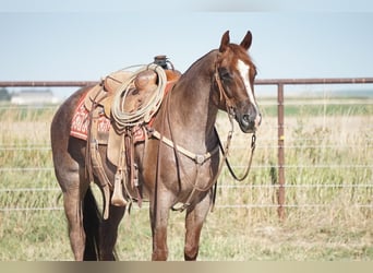 American Quarter Horse, Wallach, 7 Jahre, 150 cm, Roan-Red