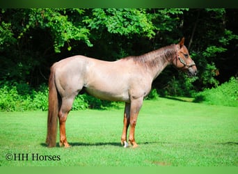 American Quarter Horse, Wallach, 7 Jahre, 150 cm, Roan-Red