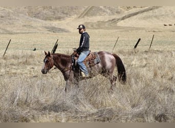 American Quarter Horse, Wallach, 7 Jahre, 150 cm, Roan-Red
