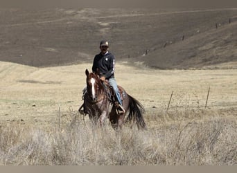 American Quarter Horse, Wallach, 7 Jahre, 150 cm, Roan-Red