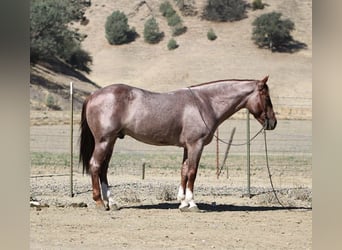 American Quarter Horse, Wallach, 7 Jahre, 150 cm, Roan-Red