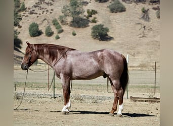 American Quarter Horse, Wallach, 7 Jahre, 150 cm, Roan-Red