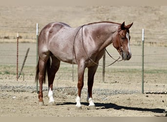 American Quarter Horse, Wallach, 7 Jahre, 150 cm, Roan-Red