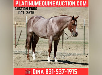 American Quarter Horse, Wallach, 7 Jahre, 150 cm, Roan-Red