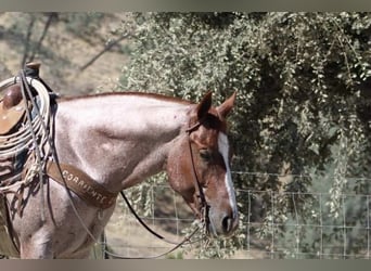 American Quarter Horse, Wallach, 7 Jahre, 150 cm, Roan-Red