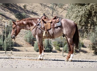 American Quarter Horse, Wallach, 7 Jahre, 150 cm, Roan-Red