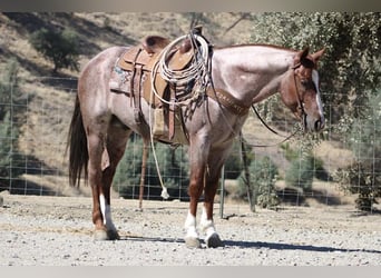 American Quarter Horse, Wallach, 7 Jahre, 150 cm, Roan-Red