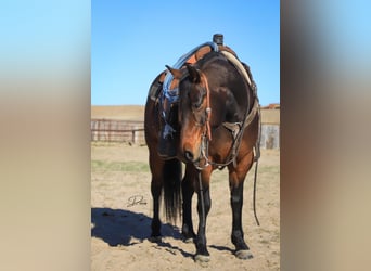 American Quarter Horse, Wallach, 7 Jahre, 150 cm, Rotbrauner