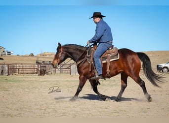 American Quarter Horse, Wallach, 7 Jahre, 150 cm, Rotbrauner