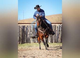 American Quarter Horse, Wallach, 7 Jahre, 150 cm, Rotbrauner