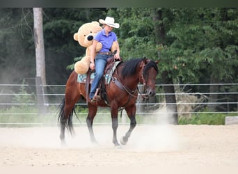 American Quarter Horse, Wallach, 7 Jahre, 150 cm, Rotbrauner