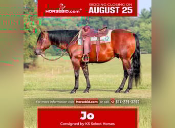 American Quarter Horse, Wallach, 7 Jahre, 150 cm, Rotbrauner