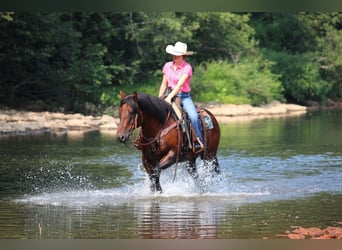 American Quarter Horse, Wallach, 7 Jahre, 150 cm, Rotbrauner