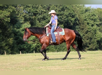 American Quarter Horse, Wallach, 7 Jahre, 150 cm, Rotbrauner