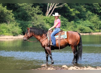 American Quarter Horse, Wallach, 7 Jahre, 150 cm, Rotbrauner