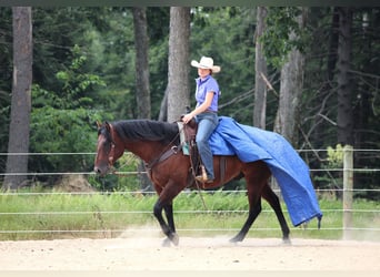 American Quarter Horse, Wallach, 7 Jahre, 150 cm, Rotbrauner