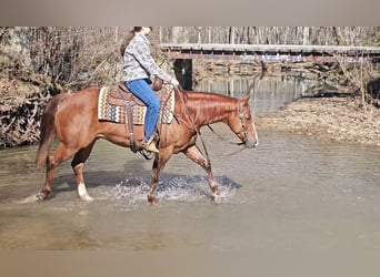 American Quarter Horse, Wallach, 7 Jahre, 150 cm, Rotfuchs