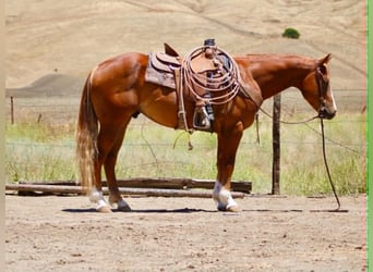 American Quarter Horse, Wallach, 7 Jahre, 150 cm, Rotfuchs