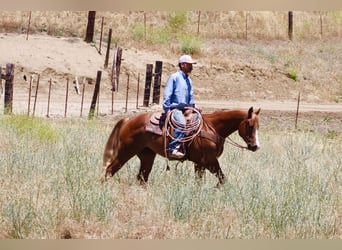 American Quarter Horse, Wallach, 7 Jahre, 150 cm, Rotfuchs