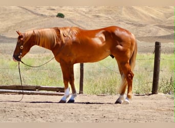 American Quarter Horse, Wallach, 7 Jahre, 150 cm, Rotfuchs