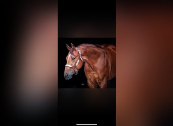 American Quarter Horse, Wallach, 7 Jahre, 150 cm, Rotfuchs