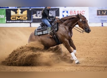 American Quarter Horse, Wallach, 7 Jahre, 150 cm, Rotfuchs