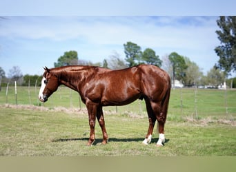 American Quarter Horse, Wallach, 7 Jahre, 150 cm, Rotfuchs