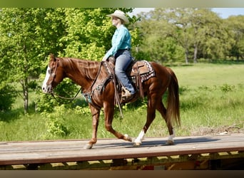 American Quarter Horse, Wallach, 7 Jahre, 150 cm, Rotfuchs