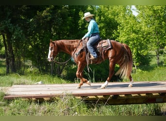 American Quarter Horse, Wallach, 7 Jahre, 150 cm, Rotfuchs