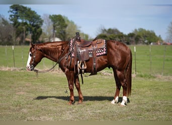 American Quarter Horse, Wallach, 7 Jahre, 150 cm, Rotfuchs