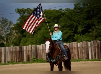American Quarter Horse, Wallach, 7 Jahre, 150 cm, Rotfuchs