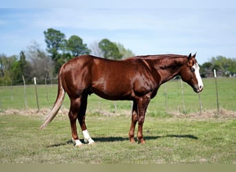 American Quarter Horse, Wallach, 7 Jahre, 150 cm, Rotfuchs