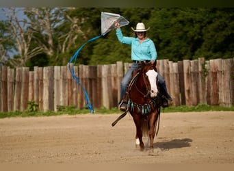 American Quarter Horse, Wallach, 7 Jahre, 150 cm, Rotfuchs