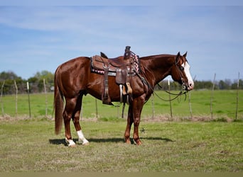 American Quarter Horse, Wallach, 7 Jahre, 150 cm, Rotfuchs
