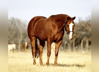 American Quarter Horse, Wallach, 7 Jahre, 150 cm, Rotfuchs