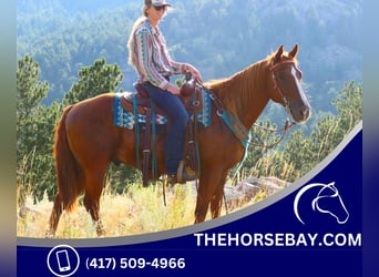 American Quarter Horse, Wallach, 7 Jahre, 150 cm, Rotfuchs