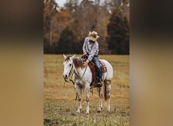 American Quarter Horse, Wallach, 7 Jahre, 150 cm, Schimmel