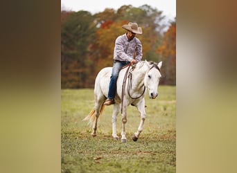 American Quarter Horse, Wallach, 7 Jahre, 150 cm, Schimmel