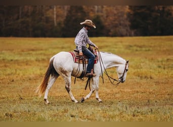 American Quarter Horse, Wallach, 7 Jahre, 150 cm, Schimmel