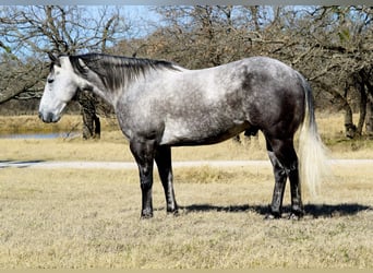 American Quarter Horse, Wallach, 7 Jahre, 150 cm, Schimmel