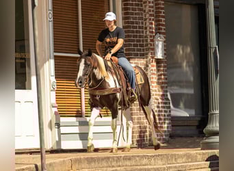 American Quarter Horse, Wallach, 7 Jahre, 150 cm, Tobiano-alle-Farben