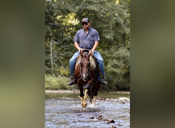 American Quarter Horse, Wallach, 7 Jahre, 150 cm, Tobiano-alle-Farben