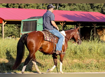 American Quarter Horse, Wallach, 7 Jahre, 150 cm, Tobiano-alle-Farben