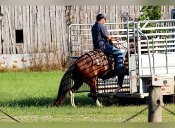 American Quarter Horse, Wallach, 7 Jahre, 150 cm, Tobiano-alle-Farben