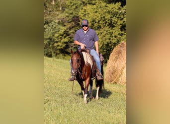 American Quarter Horse, Wallach, 7 Jahre, 150 cm, Tobiano-alle-Farben