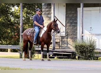 American Quarter Horse, Wallach, 7 Jahre, 150 cm, Tobiano-alle-Farben