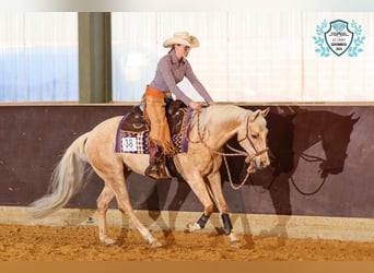 American Quarter Horse, Wallach, 7 Jahre, 150 cm