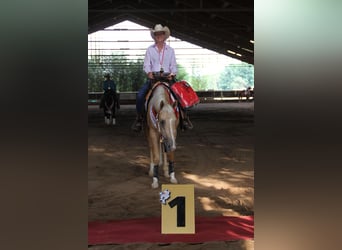 American Quarter Horse, Wallach, 7 Jahre, 150 cm