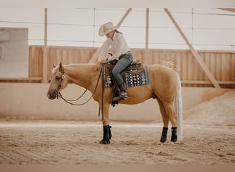 American Quarter Horse, Wallach, 7 Jahre, 150 cm