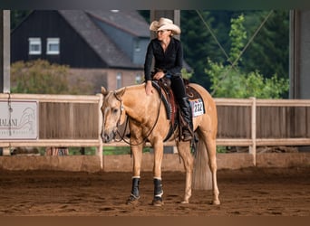 American Quarter Horse, Wallach, 7 Jahre, 150 cm